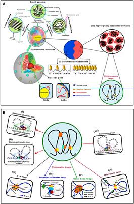 Understanding 3D Genome Organization and Its Effect on Transcriptional Gene Regulation Under Environmental Stress in Plant: A Chromatin Perspective